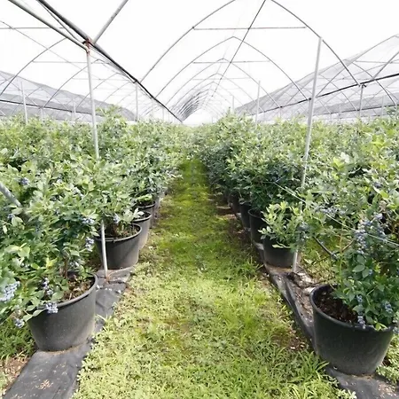 Bacche Di Bosco Verona