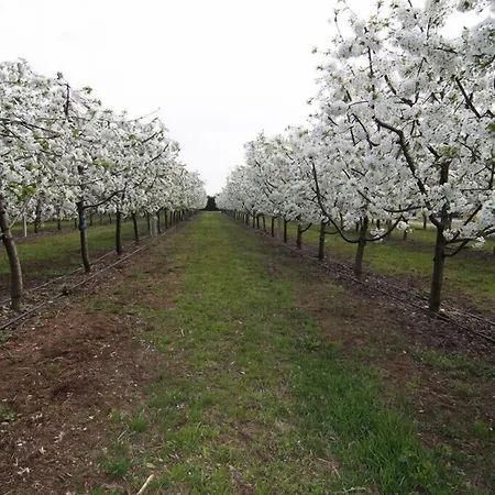 Bacche Di Bosco Lantgård Verona